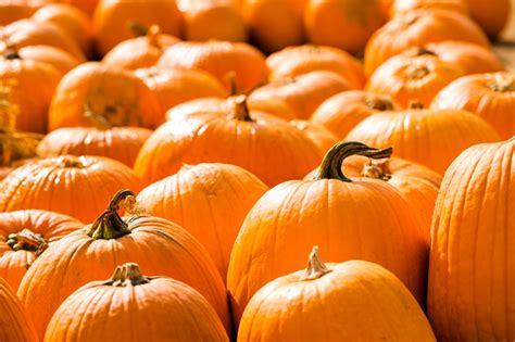 Pumpkin Pumpkin Pumpkin Pumpkin Recipes Benefits