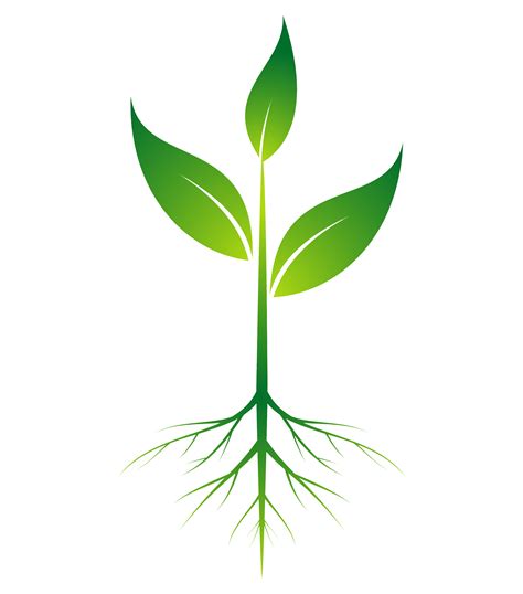 Tree Root Clipart Plants Leaf Plant Transparent Clip Art Images And