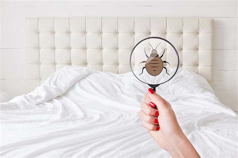 7 Critical Tips For Preventing A Bed Bug Infestation Syndication Cloud