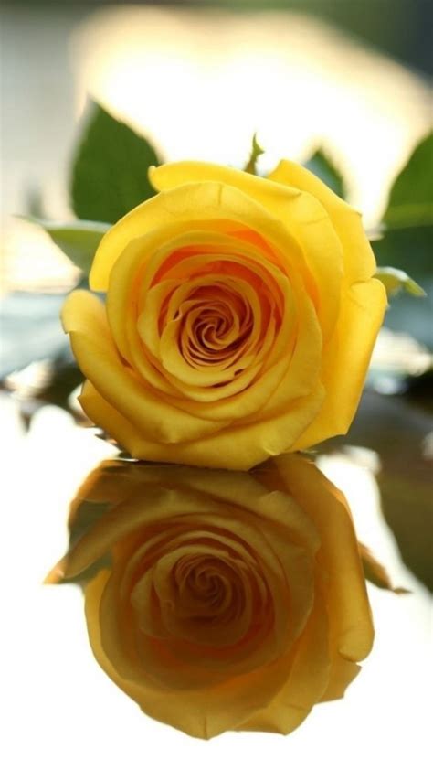 The Yellow Rose My Favorite Yellow Roses Rose