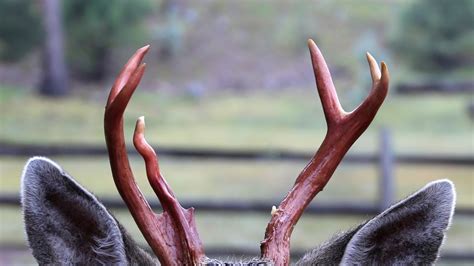 Mule Deer Buck Displays Blood Red Antlers After Shedding His Velvet