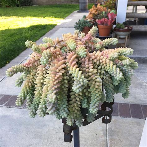 Sedum Donkeys Tail Succulent Plants Succulents Garden Succulents