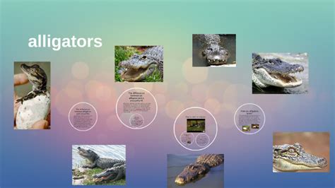 Alligators By
