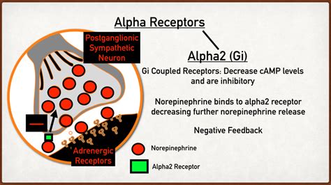 Alpha Adrenergic Receptor Pathway