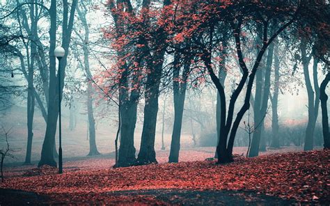 赤葉の木、 木、 トランク、 葉、 霧、 ランプ、 Hdデスクトップの壁紙 Wallpaperbetter