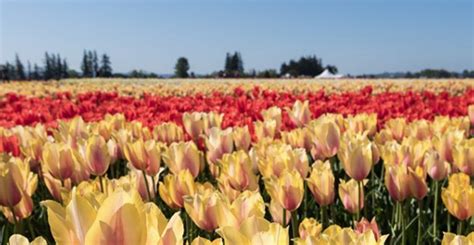 Tulip Fields Of Oregon Tulip Fields Tulips Wooden Shoes