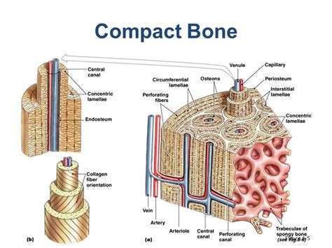 Compact Bone Diagram Quizlet