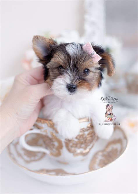 Biewer Yorkie Terrier Puppy For Sale Teacup Puppies 409 A1 Teacup