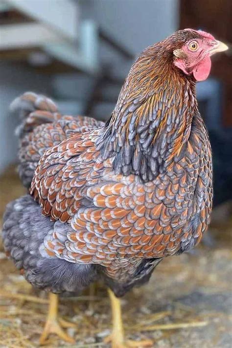 Blue Laced Gold Wyandotte Chicken All You Need To Know