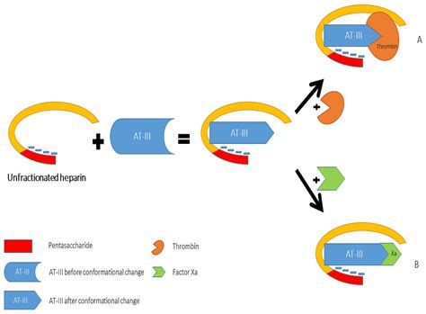 The Physiologic And Therapeutic Role Of Heparin In Implantation And