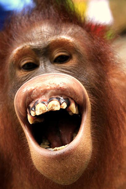 Best Laughing Monkey Stock Photos Pictures And Royalty Free Images Istock