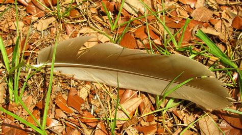 Sandhill Crane Feather Zoochat