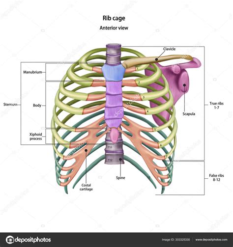 Human Anatomy Ribs Pictures How Many Ribs Are There In The Body Quora