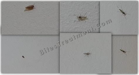 What Do Gnats Look Like؟ Full Guide Bites Treatment And