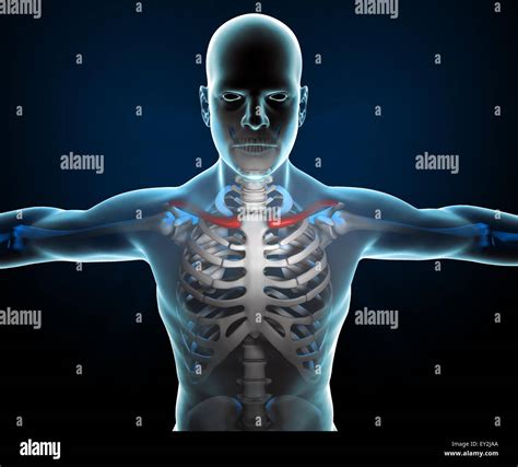 X Rays Of Body Parts Hi Res Stock Photography And Images Alamy