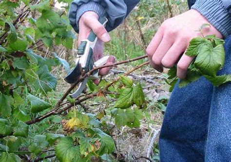 How To Propagate Your Blackcurrant Bush It Really Is Easy With Our Advice