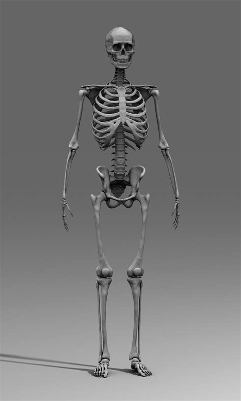 Human Skeleton Male Female