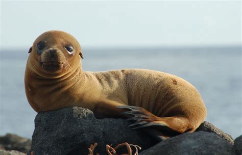 Galapagos Wildlife Big 15 Where To See Them Humboldt Travel