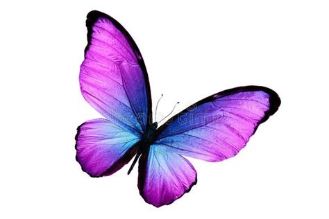 Beautiful Purple Butterfly Isolated On White Background Purple