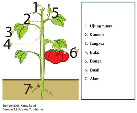 Bagian Bagian Tumbuhan Tomat Letak Dan Fungsinya Tumbuh Tumbuhan