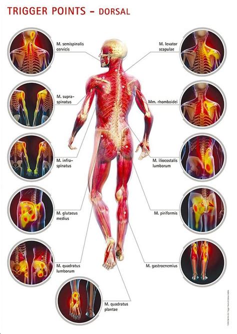 The muscular system provides the body with mobility. 5 Tips for Building Muscle! | Massage therapy, Trigger points, Shiatsu massage