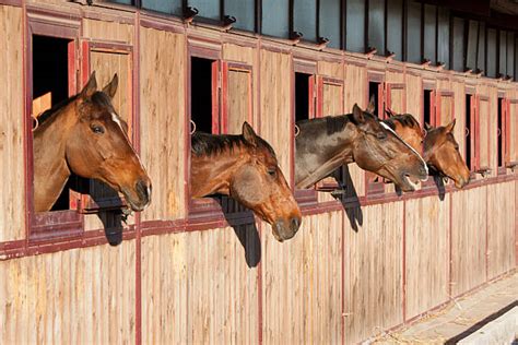 Best Horse Stable Stock Photos Pictures And Royalty Free Images Istock