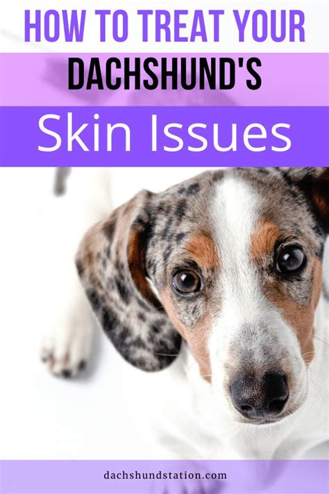 A Dog With The Title How To Treat Your Dachshunds Skin Issues
