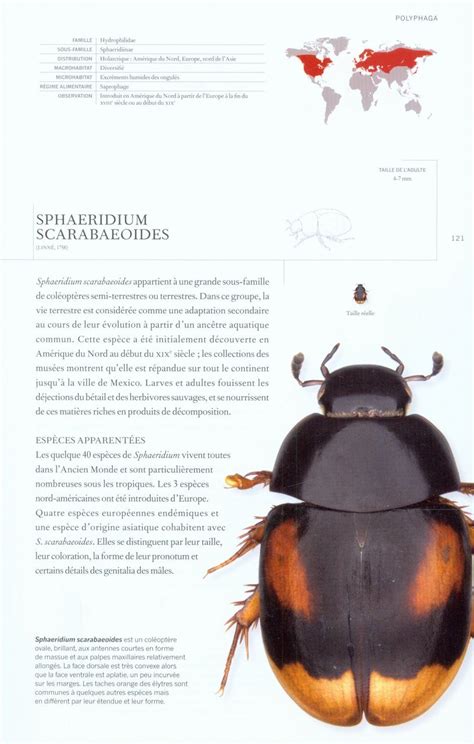 Coléoptères Du Monde Une Encyclopédie The Book Of Beetles Nhbs