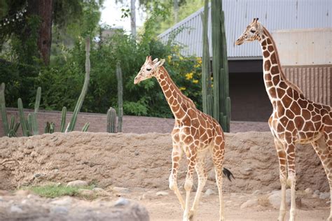 Look Out And Up For The Zoos Newest Additions Reid Park Zoo