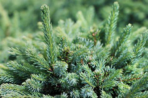 How Many Different Types Of Pine Trees Are There - White Pine Wood