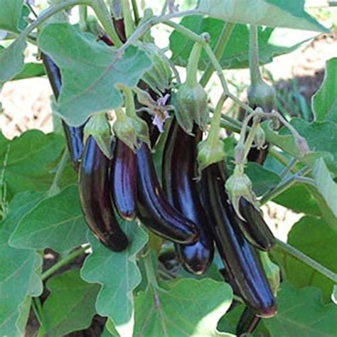 Little Finger Eggplant Seed Etsy