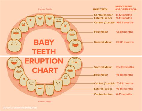 Baby Teeth Anchorage Why Are Baby Teeth So Important
