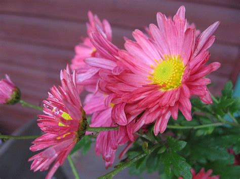 How To Grow Hardy Chrysanthemums Saga