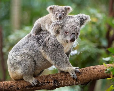 Baby Koala Piggy Back Photo Baby Animal Prints By Suzi