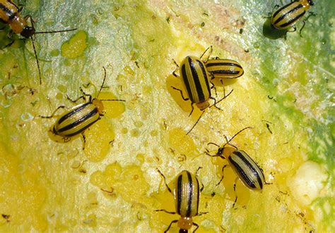 Striped Cucumber Beetles A New Guide Reviews Management Options For