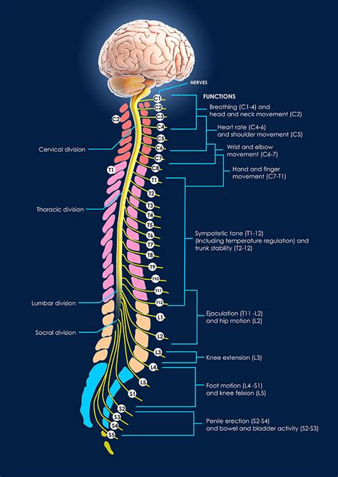 Diagram Diagram Of Spine Mydiagramonline