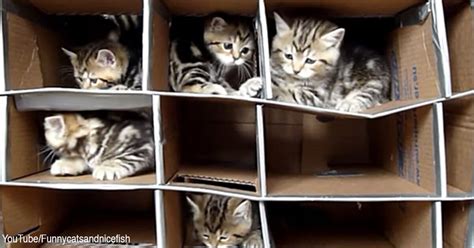 Combine A Cardboard Fort And Kittens For Hours Of Adorable Action And