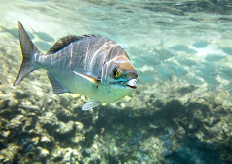 Rudderfish Stock Photos Pictures And Royalty Free Images Istock