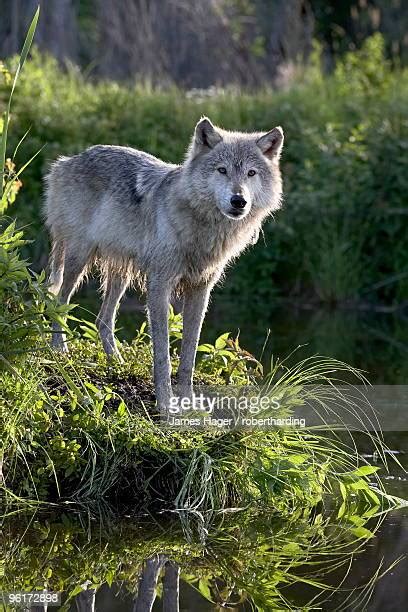 Grey Wolf Side View Photos And Premium High Res Pictures Getty Images