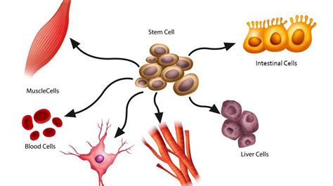What Is Stem Cell Rescennt