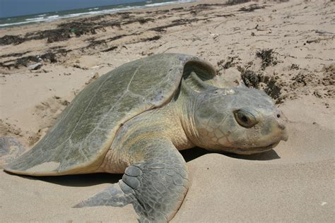 Free Images Beach Nature Sand Female Wildlife Wild Sea Turtle