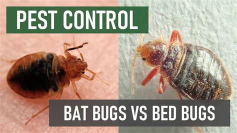 Bat Bugs Vs Bed Bugs Bed Bug And Bat Control Video Youtube
