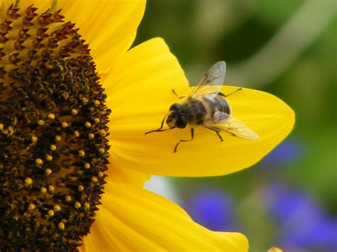 Bee On Sunflower By Ariva16 Pet On Deviantart