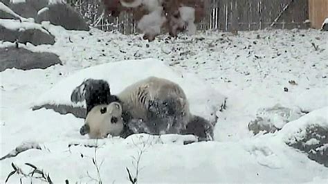 Giant Panda Rolls Around In Snow At Toronto Zoo