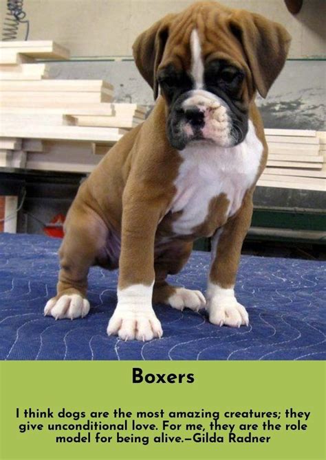 Just Click The Link To Read More About Boxers Click The Link For More