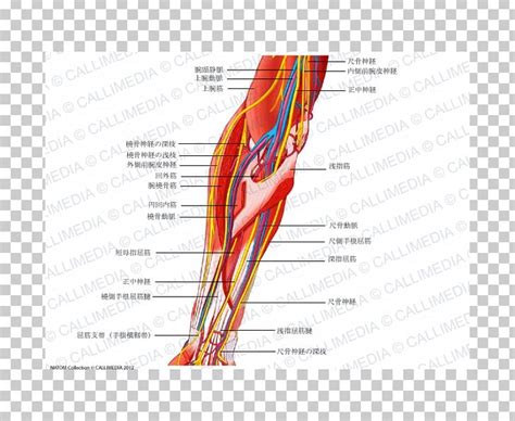 Forearm Ulnar Nerve Median Nerve Human Anatomy PNG Clipart Anatomy