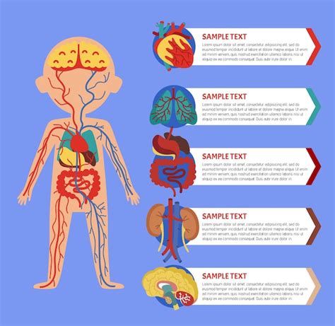 Infografía De Salud Con Anatomía Del Cuerpo Humano Vector Premium