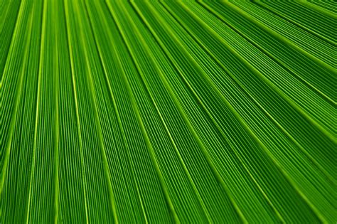 44 Large Palm Leaf Wallpaper Wallpapersafari