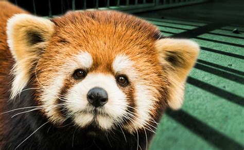 Major Hunt Underway After Rare Red Panda Escapes Belfast Zoo Extraie