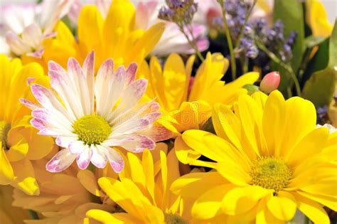 Bright Cheerful Spring Flowers Royalty Free Stock Photo Image 4988745